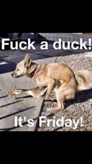 Fuck-a-duck-its-Friday.jpg